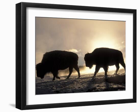 Two Bison Silhouetted Against Rising Sun, Yellowstone National Park, Wyoming, USA-Pete Cairns-Framed Photographic Print