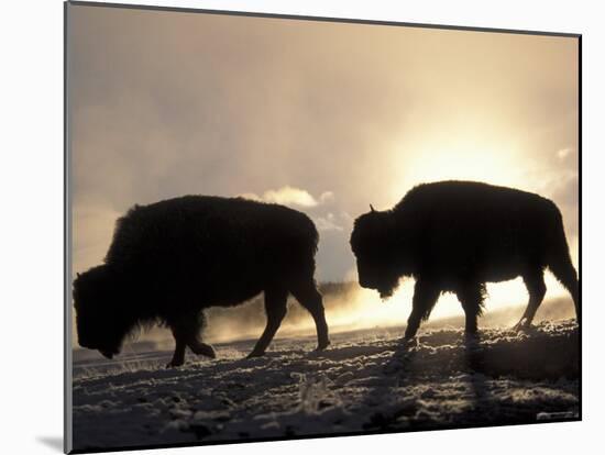 Two Bison Silhouetted Against Rising Sun, Yellowstone National Park, Wyoming, USA-Pete Cairns-Mounted Photographic Print