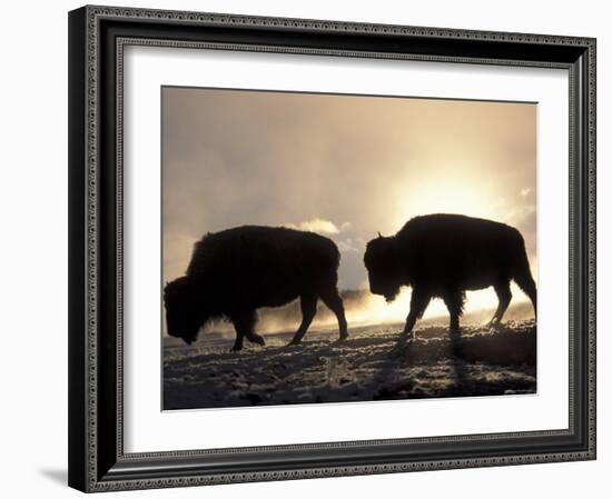 Two Bison Silhouetted Against Rising Sun, Yellowstone National Park, Wyoming, USA-Pete Cairns-Framed Photographic Print