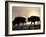 Two Bison Silhouetted Against Rising Sun, Yellowstone National Park, Wyoming, USA-Pete Cairns-Framed Photographic Print