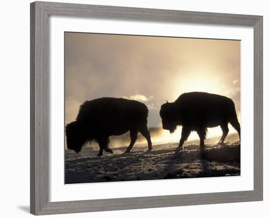 Two Bison Silhouetted Against Rising Sun, Yellowstone National Park, Wyoming, USA-Pete Cairns-Framed Photographic Print