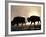 Two Bison Silhouetted Against Rising Sun, Yellowstone National Park, Wyoming, USA-Pete Cairns-Framed Photographic Print