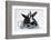 Two Black-And-White Baby Dutch X Lionhead Rabbits with Silver Christmas Tinsel-Mark Taylor-Framed Photographic Print