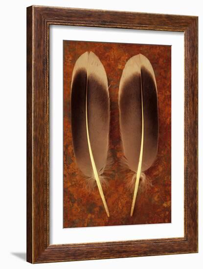 Two Black And White Feathers-Den Reader-Framed Photographic Print