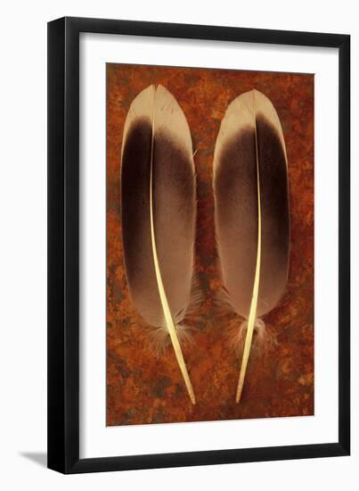 Two Black And White Feathers-Den Reader-Framed Photographic Print