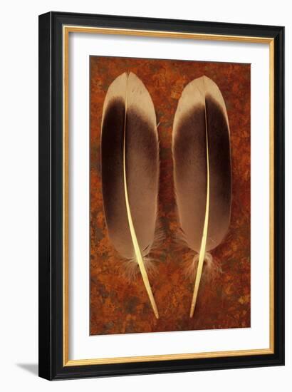 Two Black And White Feathers-Den Reader-Framed Photographic Print