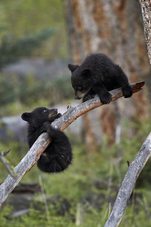 Two Black Bear Cubs Of The Year Or Spring Cubs Playing Yellowstone Nat L Park Wyoming Usa Photographic Print James Hager Art Com