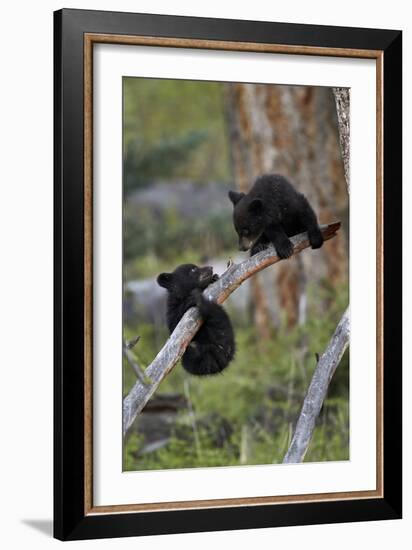 Two Black Bear cubs of the year or spring cubs playing, Yellowstone Nat'l Park, Wyoming, USA-James Hager-Framed Photographic Print
