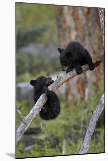 Two Black Bear cubs of the year or spring cubs playing, Yellowstone Nat'l Park, Wyoming, USA-James Hager-Mounted Photographic Print