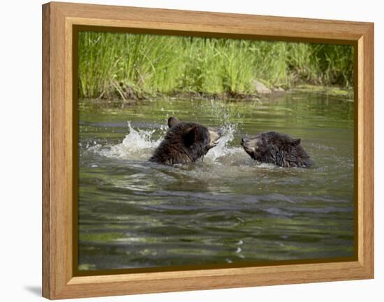 Two Black Bears Playing, in Captivity, Sandstone, Minnesota, USA-James Hager-Framed Premier Image Canvas