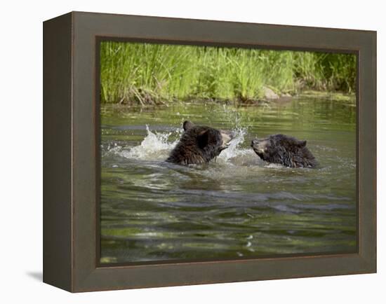 Two Black Bears Playing, in Captivity, Sandstone, Minnesota, USA-James Hager-Framed Premier Image Canvas