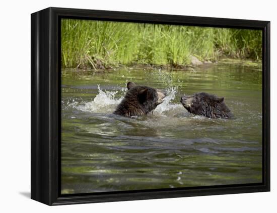 Two Black Bears Playing, in Captivity, Sandstone, Minnesota, USA-James Hager-Framed Premier Image Canvas