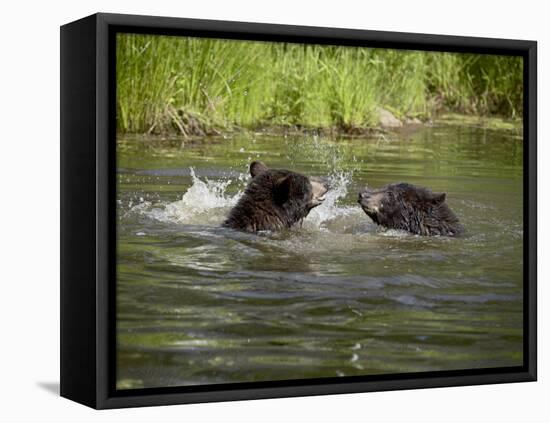 Two Black Bears Playing, in Captivity, Sandstone, Minnesota, USA-James Hager-Framed Premier Image Canvas
