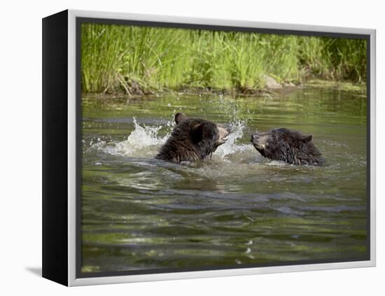 Two Black Bears Playing, in Captivity, Sandstone, Minnesota, USA-James Hager-Framed Premier Image Canvas