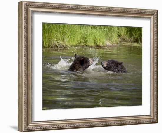 Two Black Bears Playing, in Captivity, Sandstone, Minnesota, USA-James Hager-Framed Photographic Print