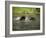 Two Black Bears Playing, in Captivity, Sandstone, Minnesota, USA-James Hager-Framed Photographic Print