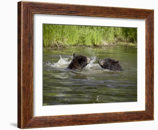 Two Black Bears Playing, in Captivity, Sandstone, Minnesota, USA-James Hager-Framed Photographic Print