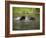 Two Black Bears Playing, in Captivity, Sandstone, Minnesota, USA-James Hager-Framed Photographic Print