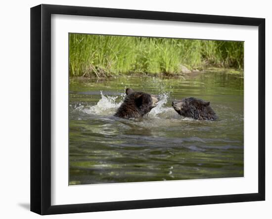 Two Black Bears Playing, in Captivity, Sandstone, Minnesota, USA-James Hager-Framed Photographic Print