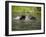 Two Black Bears Playing, in Captivity, Sandstone, Minnesota, USA-James Hager-Framed Photographic Print