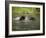 Two Black Bears Playing, in Captivity, Sandstone, Minnesota, USA-James Hager-Framed Photographic Print