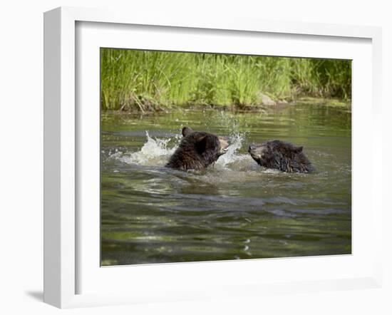 Two Black Bears Playing, in Captivity, Sandstone, Minnesota, USA-James Hager-Framed Photographic Print