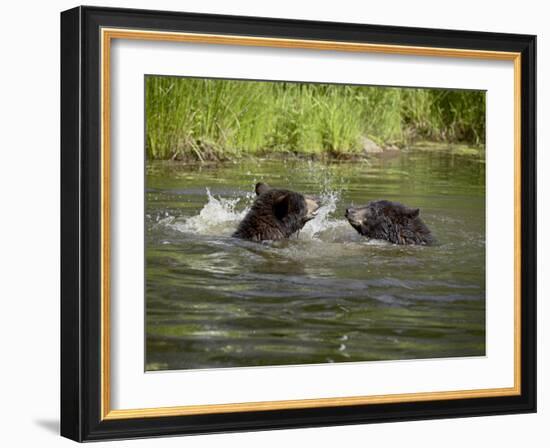 Two Black Bears Playing, in Captivity, Sandstone, Minnesota, USA-James Hager-Framed Photographic Print