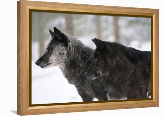 Two Black Melanistic Variants of North American Timber Wolf (Canis Lupus) in Snow, Austria, Europe-Louise Murray-Framed Premier Image Canvas