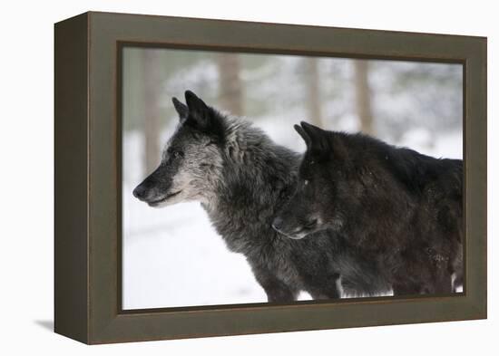 Two Black Melanistic Variants of North American Timber Wolf (Canis Lupus) in Snow, Austria, Europe-Louise Murray-Framed Premier Image Canvas
