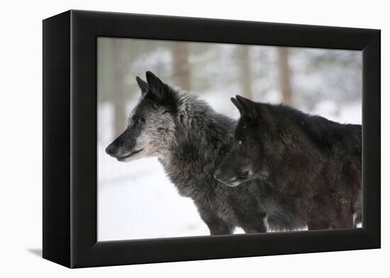 Two Black Melanistic Variants of North American Timber Wolf (Canis Lupus) in Snow, Austria, Europe-Louise Murray-Framed Premier Image Canvas