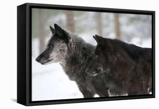 Two Black Melanistic Variants of North American Timber Wolf (Canis Lupus) in Snow, Austria, Europe-Louise Murray-Framed Premier Image Canvas