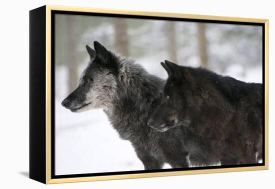 Two Black Melanistic Variants of North American Timber Wolf (Canis Lupus) in Snow, Austria, Europe-Louise Murray-Framed Premier Image Canvas