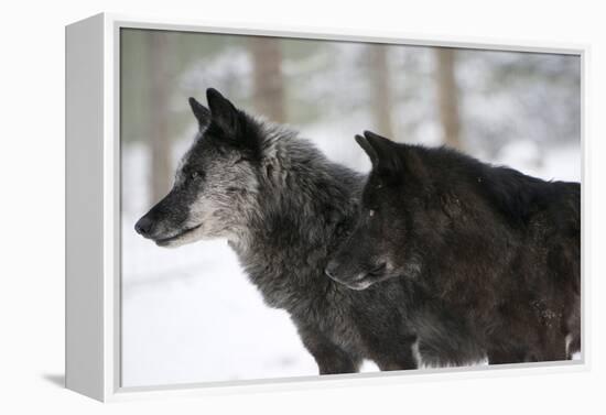 Two Black Melanistic Variants of North American Timber Wolf (Canis Lupus) in Snow, Austria, Europe-Louise Murray-Framed Premier Image Canvas