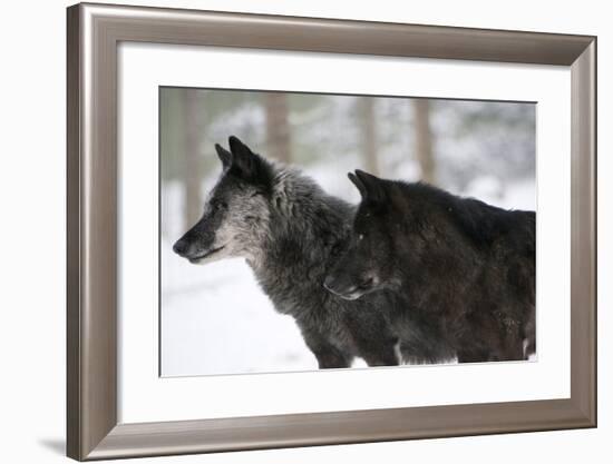 Two Black Melanistic Variants of North American Timber Wolf (Canis Lupus) in Snow, Austria, Europe-Louise Murray-Framed Photographic Print