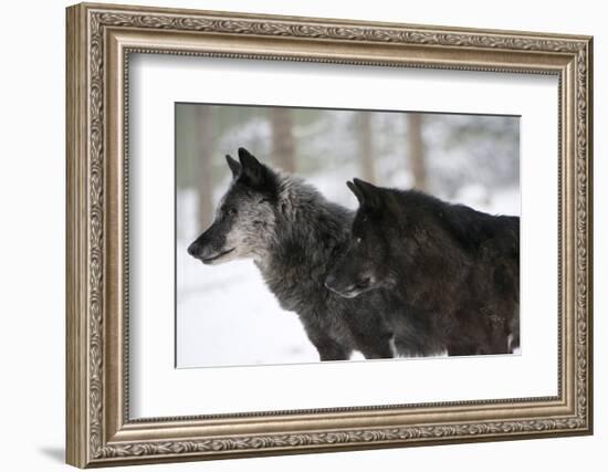 Two Black Melanistic Variants of North American Timber Wolf (Canis Lupus) in Snow, Austria, Europe-Louise Murray-Framed Photographic Print