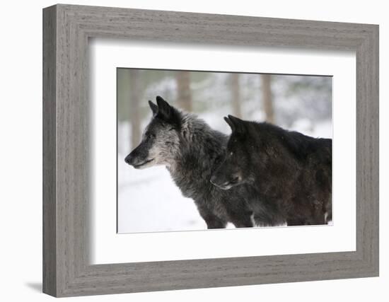 Two Black Melanistic Variants of North American Timber Wolf (Canis Lupus) in Snow, Austria, Europe-Louise Murray-Framed Photographic Print