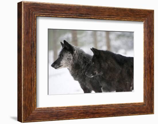 Two Black Melanistic Variants of North American Timber Wolf (Canis Lupus) in Snow, Austria, Europe-Louise Murray-Framed Photographic Print