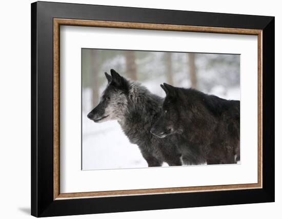 Two Black Melanistic Variants of North American Timber Wolf (Canis Lupus) in Snow, Austria, Europe-Louise Murray-Framed Photographic Print