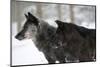 Two Black Melanistic Variants of North American Timber Wolf (Canis Lupus) in Snow, Austria, Europe-Louise Murray-Mounted Photographic Print