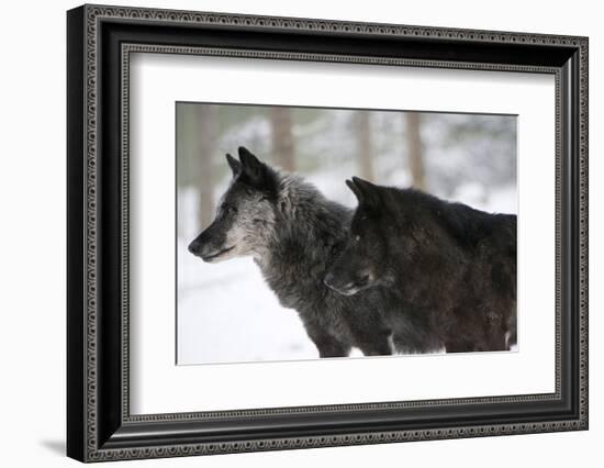 Two Black Melanistic Variants of North American Timber Wolf (Canis Lupus) in Snow, Austria, Europe-Louise Murray-Framed Photographic Print