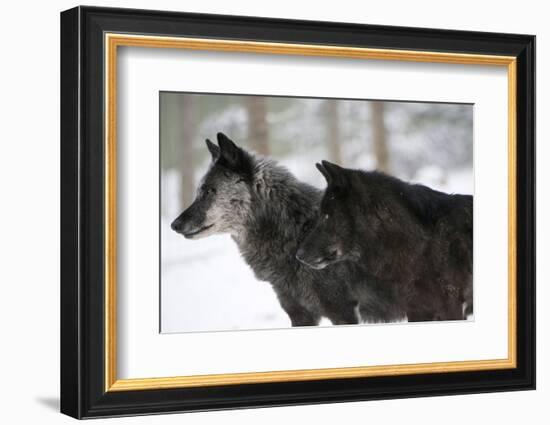 Two Black Melanistic Variants of North American Timber Wolf (Canis Lupus) in Snow, Austria, Europe-Louise Murray-Framed Photographic Print