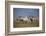 Two Black Rhinoceros (Hook-Lipped Rhinoceros) (Diceros Bicornis)-James Hager-Framed Photographic Print