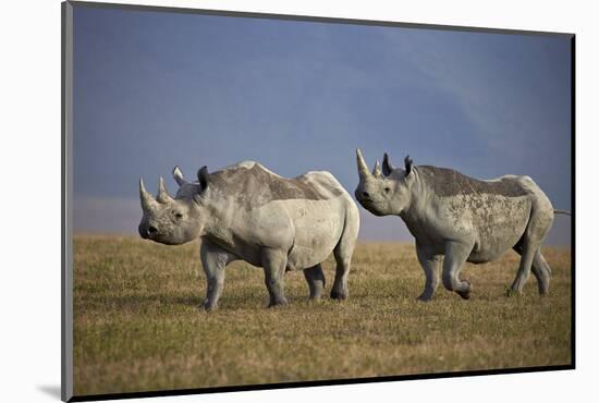 Two Black Rhinoceros (Hook-Lipped Rhinoceros) (Diceros Bicornis)-James Hager-Mounted Photographic Print