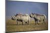 Two Black Rhinoceros (Hook-Lipped Rhinoceros) (Diceros Bicornis)-James Hager-Mounted Photographic Print
