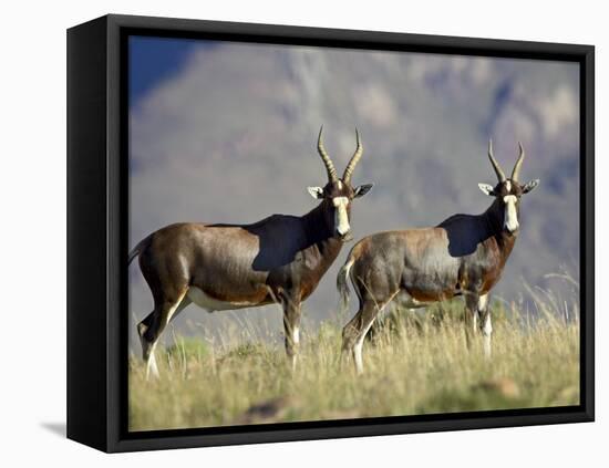 Two Blesbok, Mountain Zebra National Park, South Africa, Africa-James Hager-Framed Premier Image Canvas