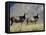 Two Blesbok, Mountain Zebra National Park, South Africa, Africa-James Hager-Framed Premier Image Canvas