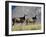 Two Blesbok, Mountain Zebra National Park, South Africa, Africa-James Hager-Framed Photographic Print