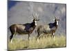 Two Blesbok, Mountain Zebra National Park, South Africa, Africa-James Hager-Mounted Photographic Print