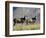 Two Blesbok, Mountain Zebra National Park, South Africa, Africa-James Hager-Framed Photographic Print