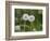 Two Blowballs, Dandelion, Meadow-Andrea Haase-Framed Photographic Print